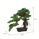 42373 BOSINA BONSAI IN POT 60X33X65CM. GN