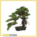 42373 BOSINA BONSAI IN POT 60X33X65CM. GN