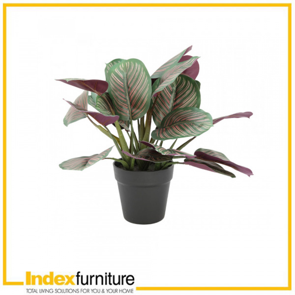 42377 ROBEN PLANT IN POT 33X33X42 CM GN/PK