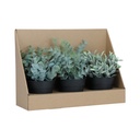 61107 SHERON-B PLANT IN POT 3PCS/SET GN       