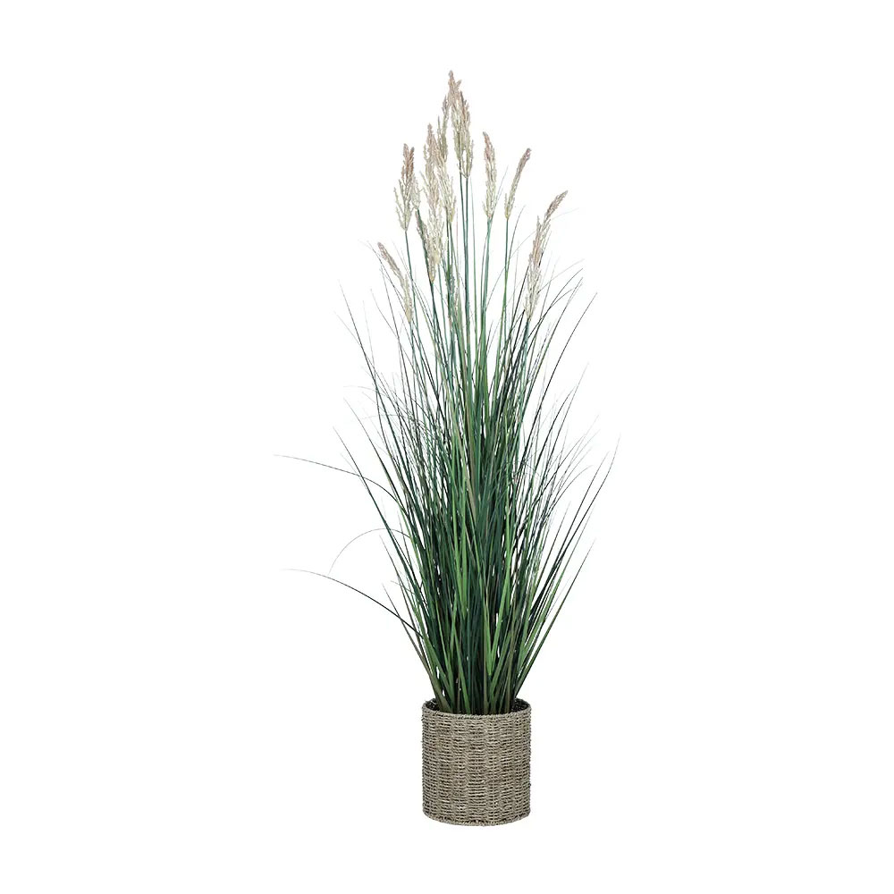 66531 ONDRIA ONION GRASS IN POT LPK/NT