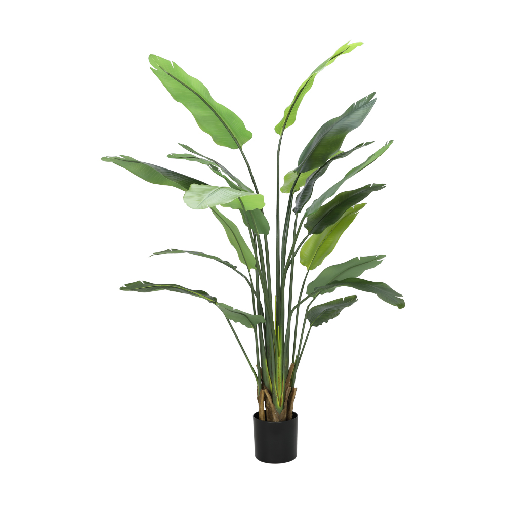 66563 LITZIA STRELITZIA TREE IN POT H180 GN PE+IRON+PEVA+PP 