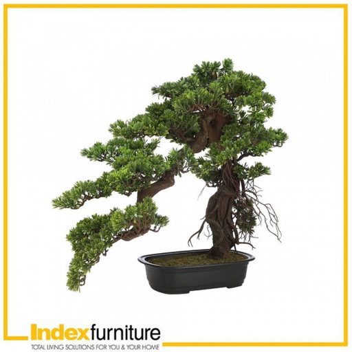 [42373] 42373 BOSINA BONSAI IN POT 60X33X65CM. GN