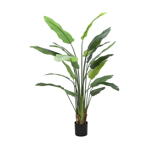 [66563] 66563 LITZIA STRELITZIA TREE IN POT H180 GN PE+IRON+PEVA+PP 